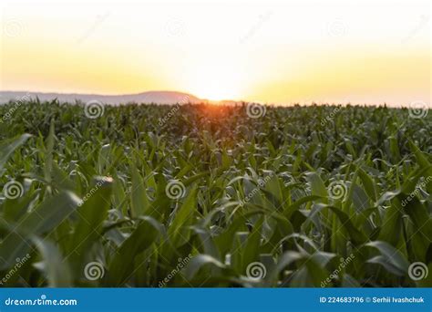 Corn field at sunset. stock photo. Image of agriculture - 224683796