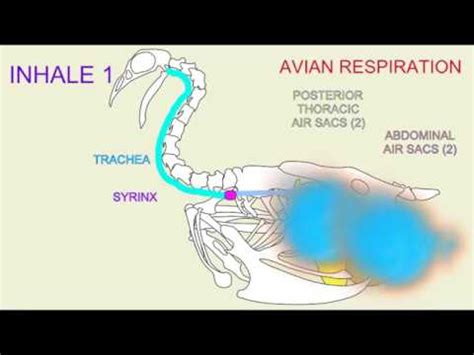 avian respiration - YouTube