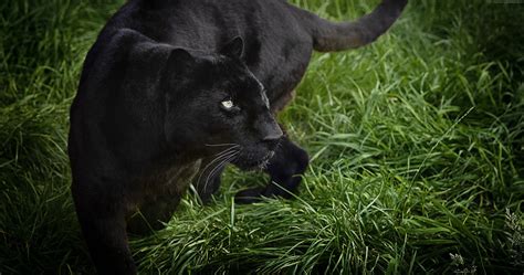 4k, black, panther, HD Wallpaper | Rare Gallery