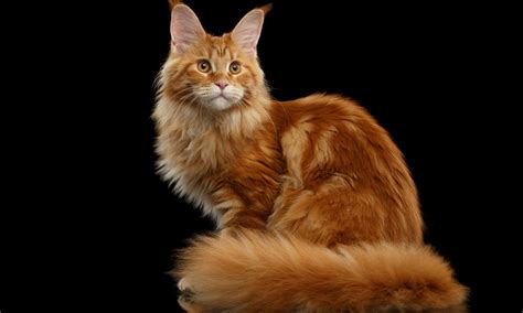 5 Breeds of Orange Cats | NutriSource Pet Food