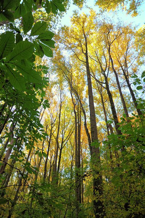 Fall in the Woods Photograph by Christine Schaeffer | Fine Art America