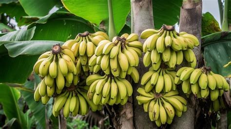 Premium Photo | Bananas on a banana tree in the jungle