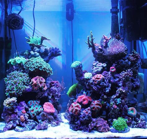 Pin by Samantha Brown on Saltwater aquarium | Coral reef aquarium, Reef ...