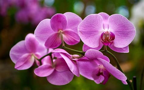 Orchid, flower, black, pink, HD wallpaper | Peakpx