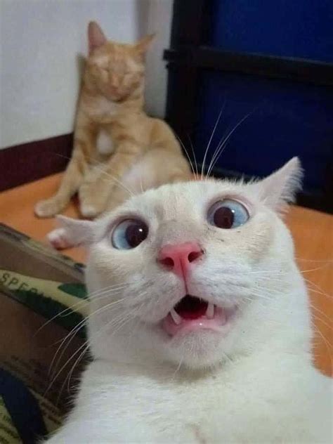 Download Cute Funny Cat Silly Shocked Face Selfie Pictures | Wallpapers.com