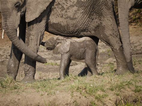 Newborn African Bush Elephant Calf Stock Photo - Image of newborn, camouflaged: 50351512