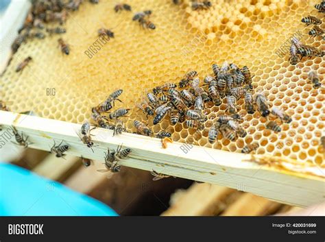 Bees Bee Hive Honey Image & Photo (Free Trial) | Bigstock