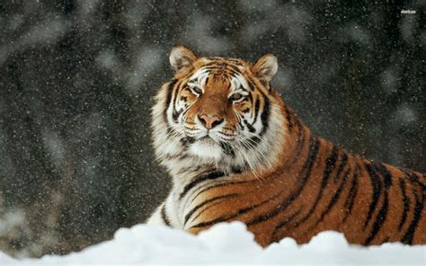 Siberian Tiger Wallpaper - WallpaperSafari