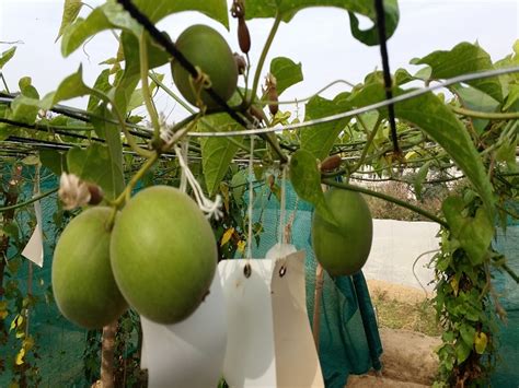 India’ first monk fruit cultivation begins in Himachal Pradesh