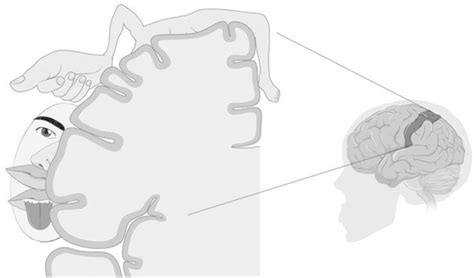 The somatosensory homunculus on the somatosensory cortex (figures ...