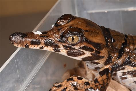 BABY ALERT! A false gavial, a very unique type of crocodile from Indonesia and Malaysia, has ...