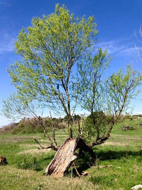 Tenacity Tenacity, Trees, Plants, Beautiful, Tree Structure, Plant, Wood, Planets