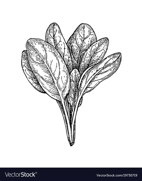 Ink sketch of spinach Royalty Free Vector Image