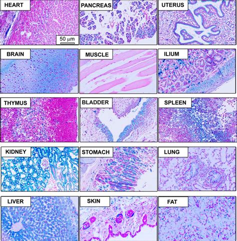 LacZ expression in tissues from ERp44 KO mice. Whole‐mount lacZ...