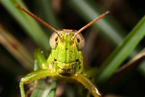 grasshopper's face | Beautiful bugs, Animals, Grasshopper