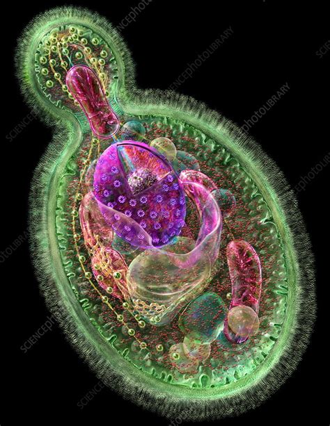 Budding yeast cell - Stock Image - B250/1355 - Science Photo Library