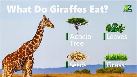 Cosa mangiano le giraffe? Spiegazione della loro dieta