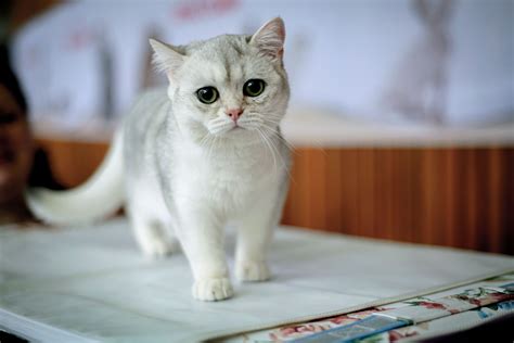 See the Cutest Cat Breeds as Kittens | Reader's Digest