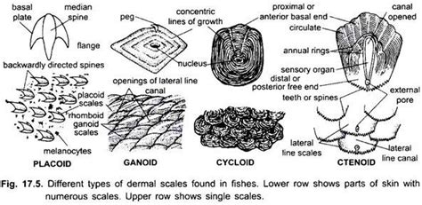 Scales of Fishes (With Diagram) | Vertebrates | Chordata | Zoology