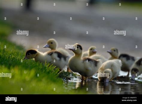 Puddle duck hi-res stock photography and images - Alamy