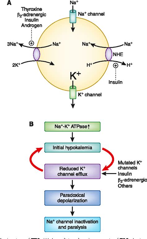 Figure 1 from Mechanism of thyrotoxic periodic paralysis. | Semantic Scholar