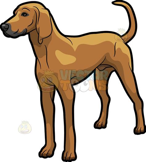 Coonhound clipart 20 free Cliparts | Download images on Clipground 2024