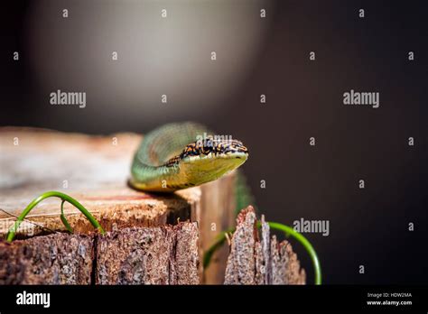 Golden flying snake in Koh Adang national park, Thailand ; specie Chrysopelea ornata family of ...