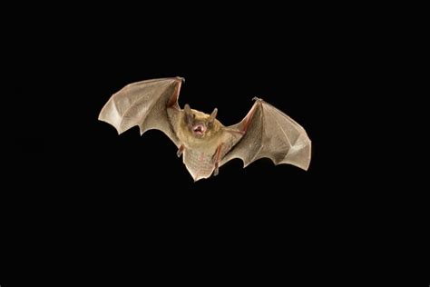 Little Brown Bat flying at night Coconino National Forest Arizona ...