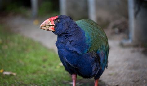 The weird, flightless birds of New Zealand