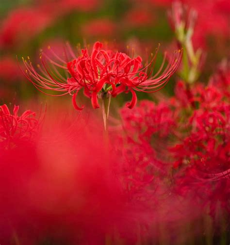 Red Spider Lily: Meaning, Symbolism, and Proper Occasions - A-Z Animals