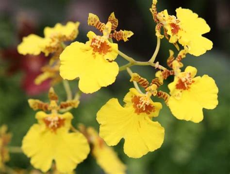 Oncidium Orchid - Inland Flower Market