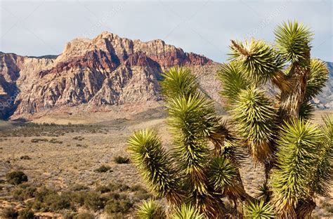 Yucca Plant in Desert with Mountains in Background — Stock Photo ...