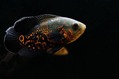 Oscar Fish Guide: (Care, Breeding, Food, Tank Mates, Life & More)