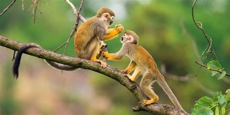 Monkey | Habitat, Types, Feeding and Characteristics