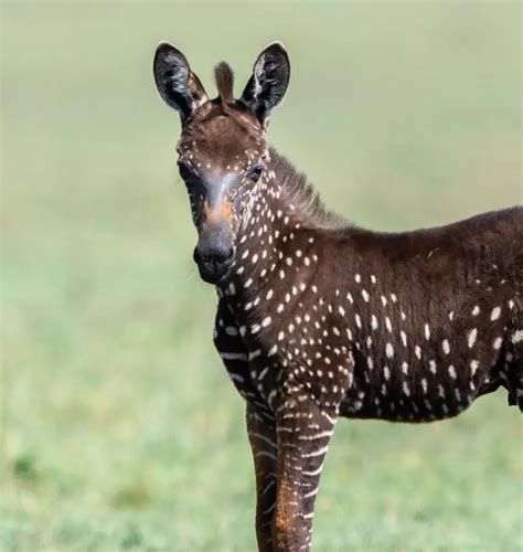 Rare Baby Zebra with Spots Instead of Stripes