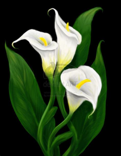 calla lilies by invisiblehinge on deviantART | Lily painting, Flower ...