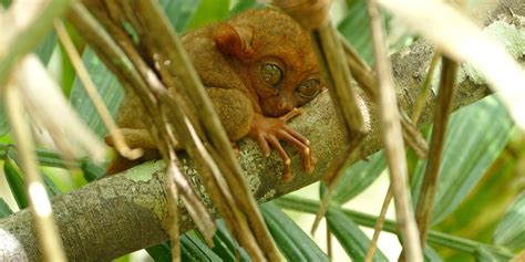 The Adorable Wildlife of the Philippines Above and Below the Water - Travelogues from Remote Lands