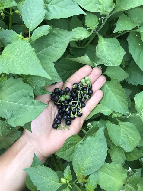 a hand holding some black berries on top of green leaves