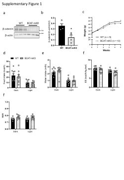 Beta-catenin skeletal muscle knockout mice phenotyping