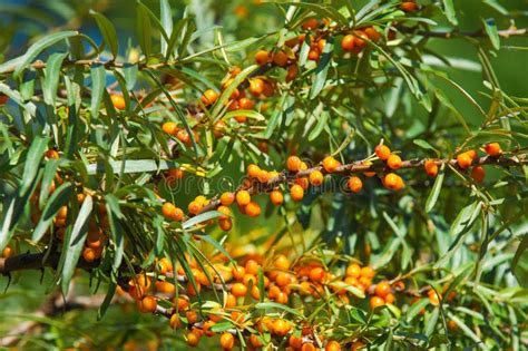 Sea-buckthorn on the Tree. Sea Buckthorn Plants are Incredibly I Stock Image - Image of ...