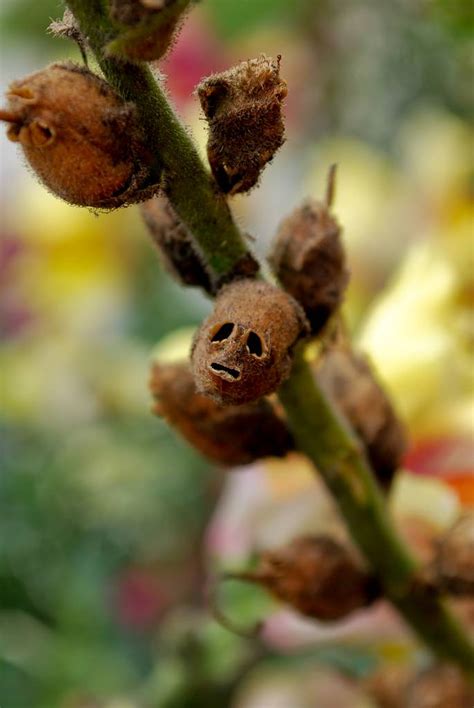 The Dragon’s Skull: The Macabre Appearance of Snapdragon Seed Pods ~ Kuriositas