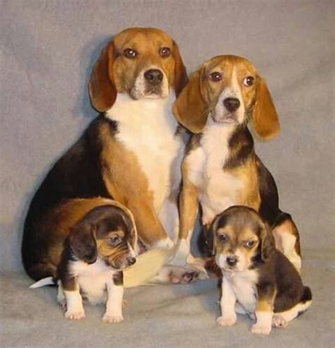 Beagle family | Beagle puppy, Cute beagles, Dog breeds