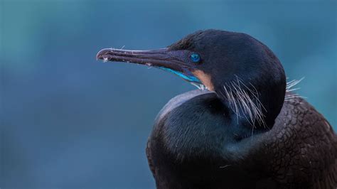 Brandt's Cormorant | Audubon Field Guide