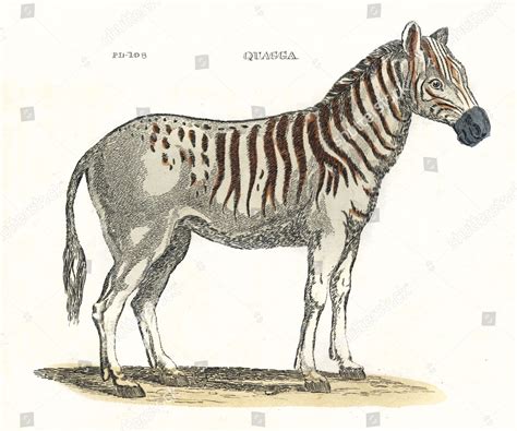 Quagga Equus Quagga Quagga Extinct Subspecies Editorial Stock Photo ...