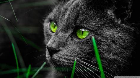 Cat Ultra HD Desktop Background Wallpaper for 4K UHD TV : Widescreen ...