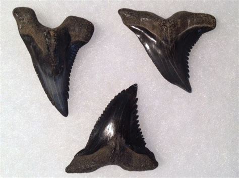 Fossil shark teeth in Venice, Florida | 772-539-7005 Fossil Hunting Tours Florida