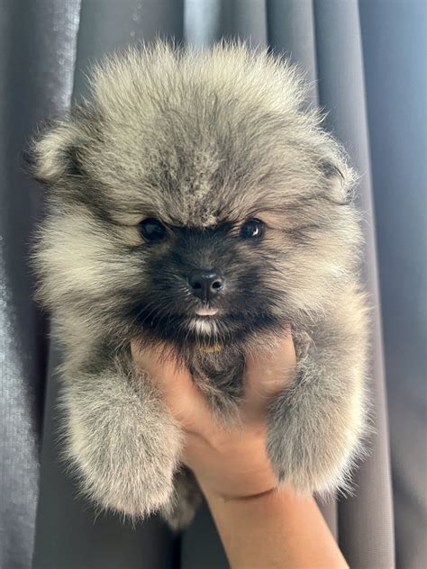 Pomeranian puppies - Pet Finder Philippines - Buy and Sell Pets Online