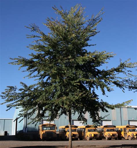 Frontier Elm - A tough, hybrid Elm that is well suited to smaller ...