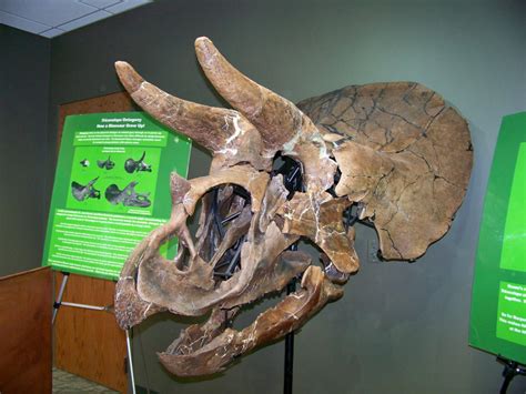 Triceratops Skull by RajaHarimau98 on DeviantArt