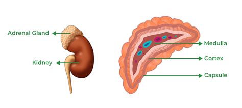 Adrenal Glands Release Which Hormone